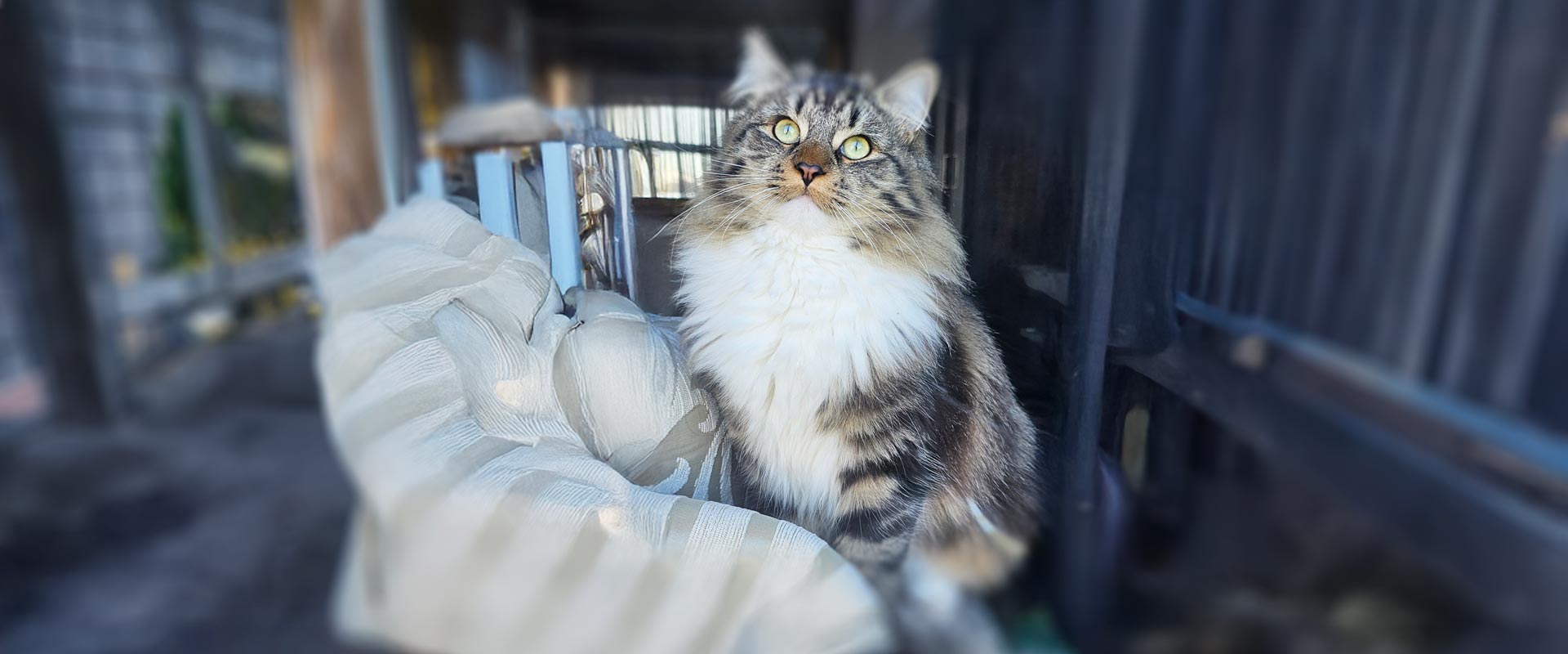 Cat of the Month – May Toby from Clyde North, VIC
