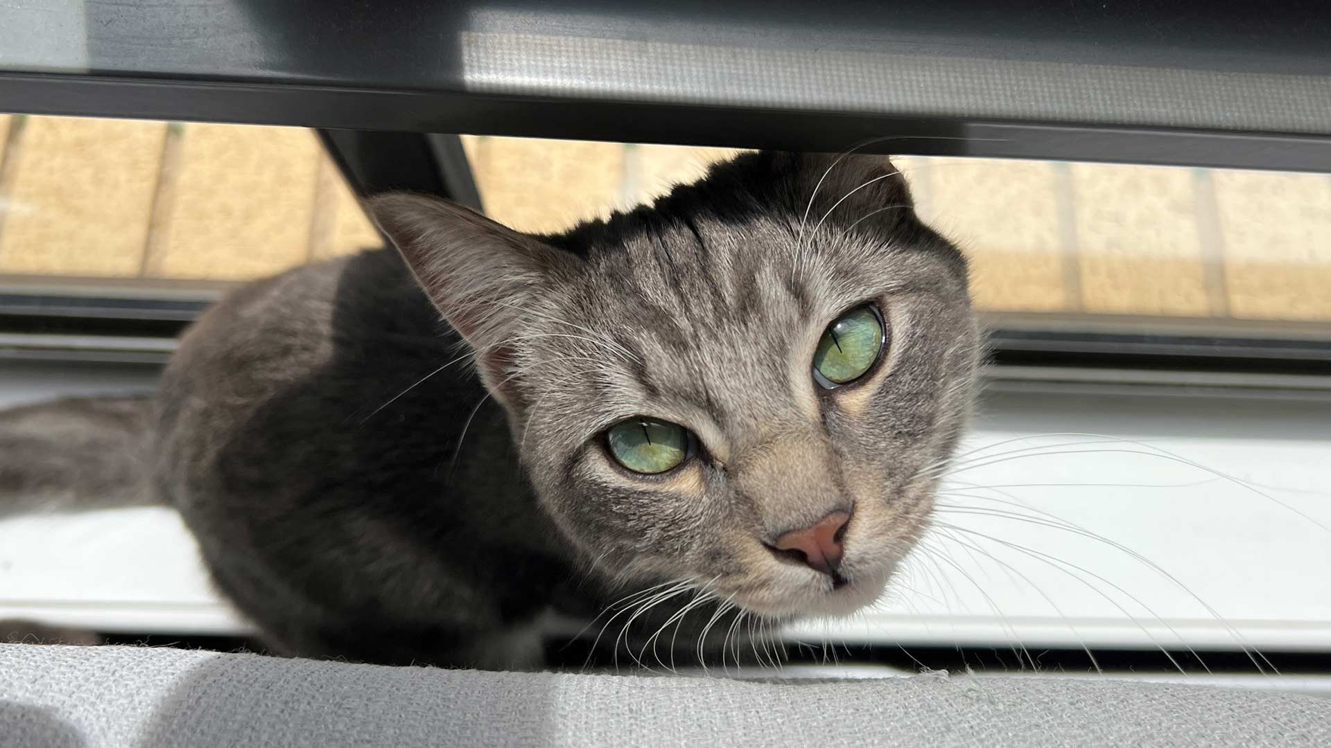 Cat of the month - April: Fish Fingers — a playful, confident, and utterly charming