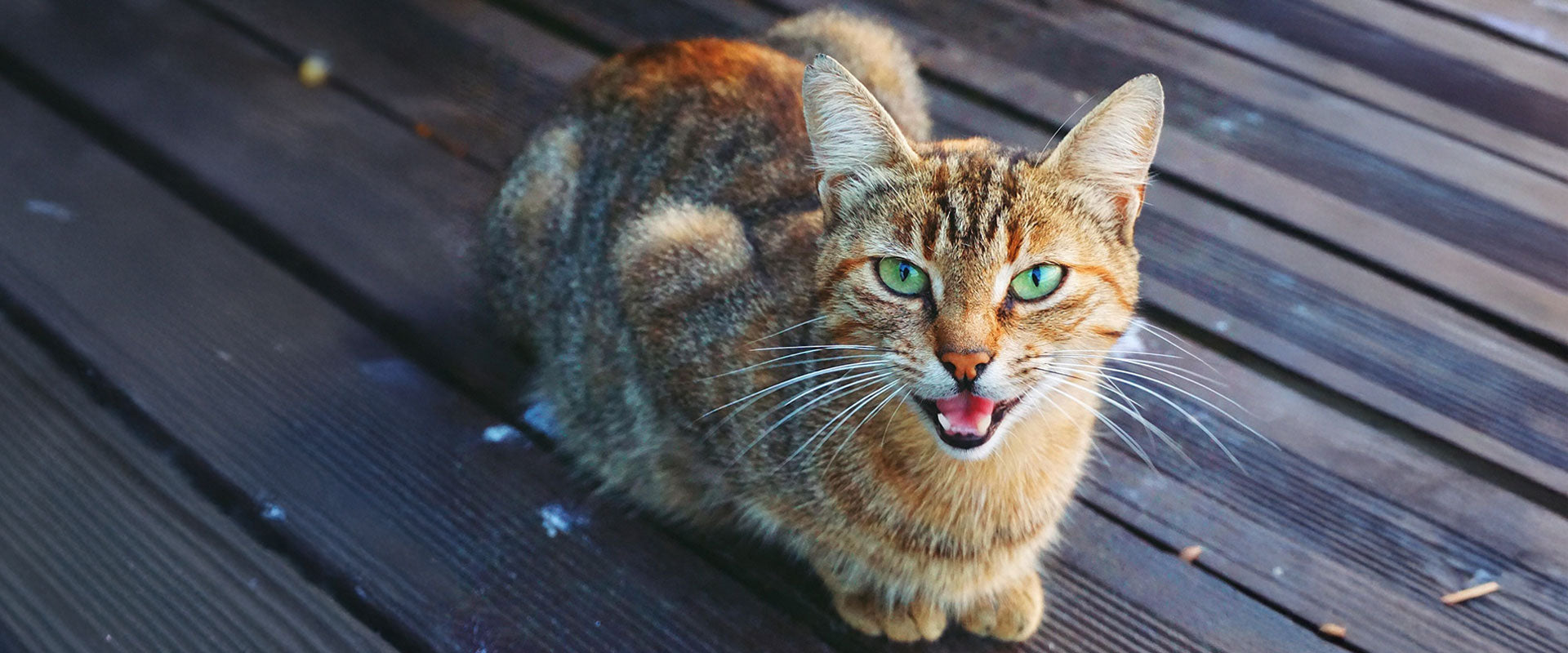 Decoding Cat Body Language & Vocalisations