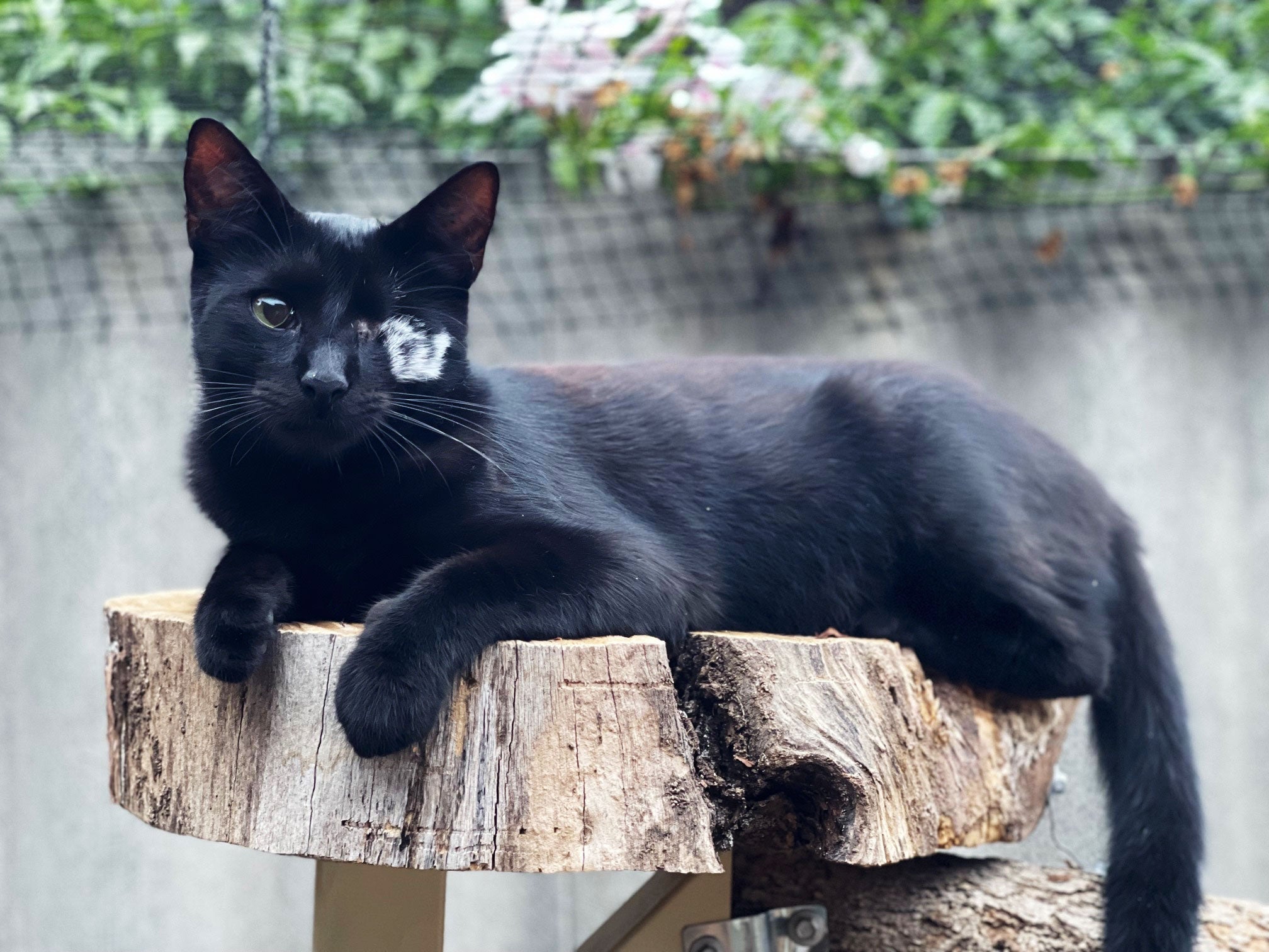 Cat of the Month - February: Merlin! Spunky, Cheeky and Mischievous