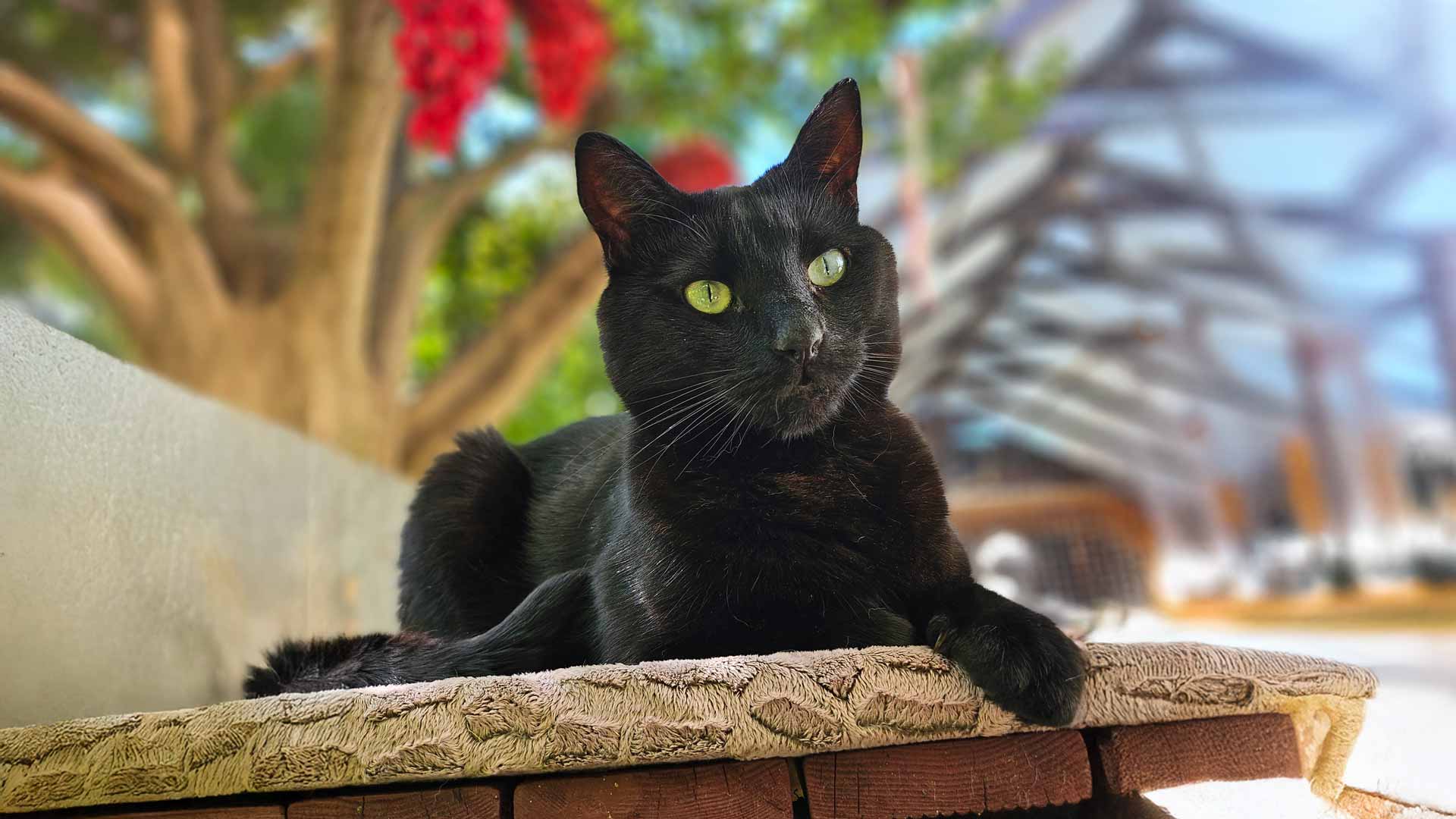 Cat of the Month - March: Sirius, The Fearless and Fun-loving Cat
