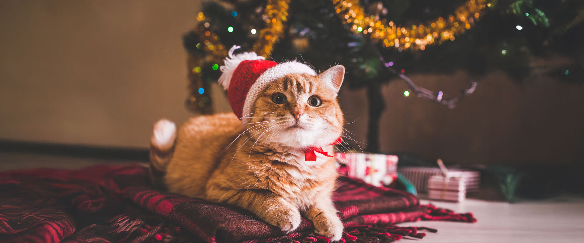 Christmas Bundle Deals