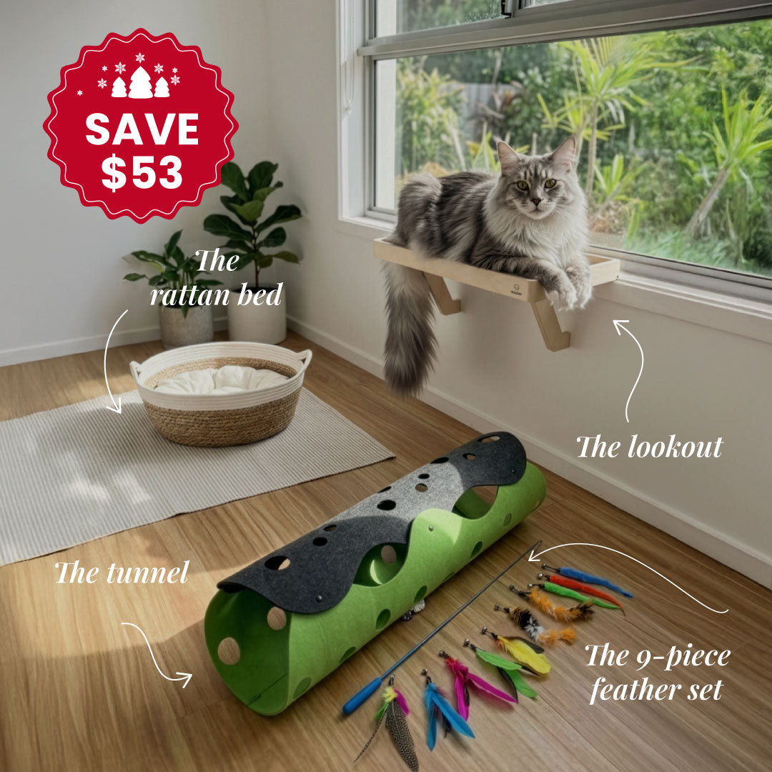 Curious Explorer Bundle