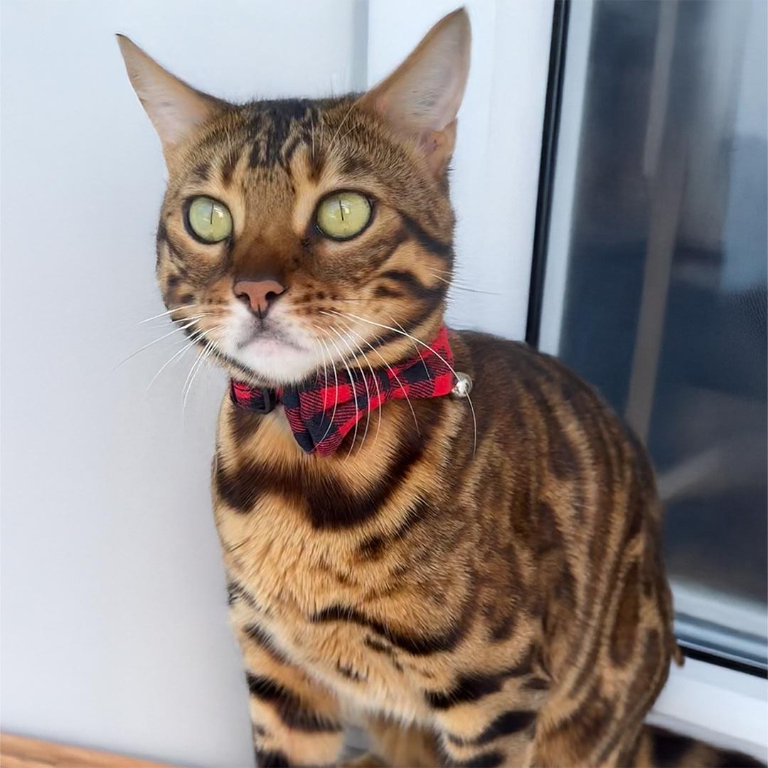 Catkea Cat Collar Bow Tie & Bandana Set