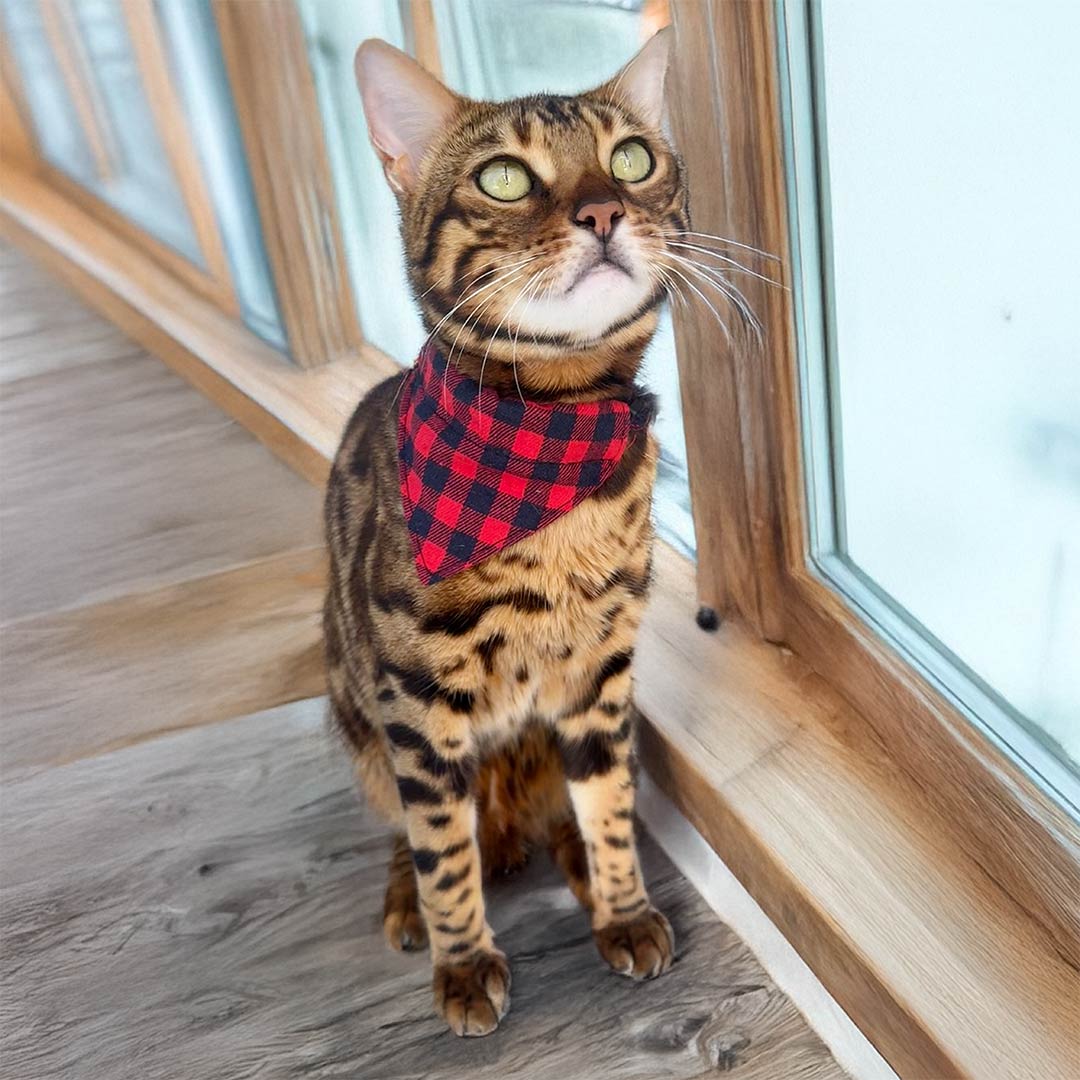 Catkea Cat Collar Bow Tie & Bandana Set