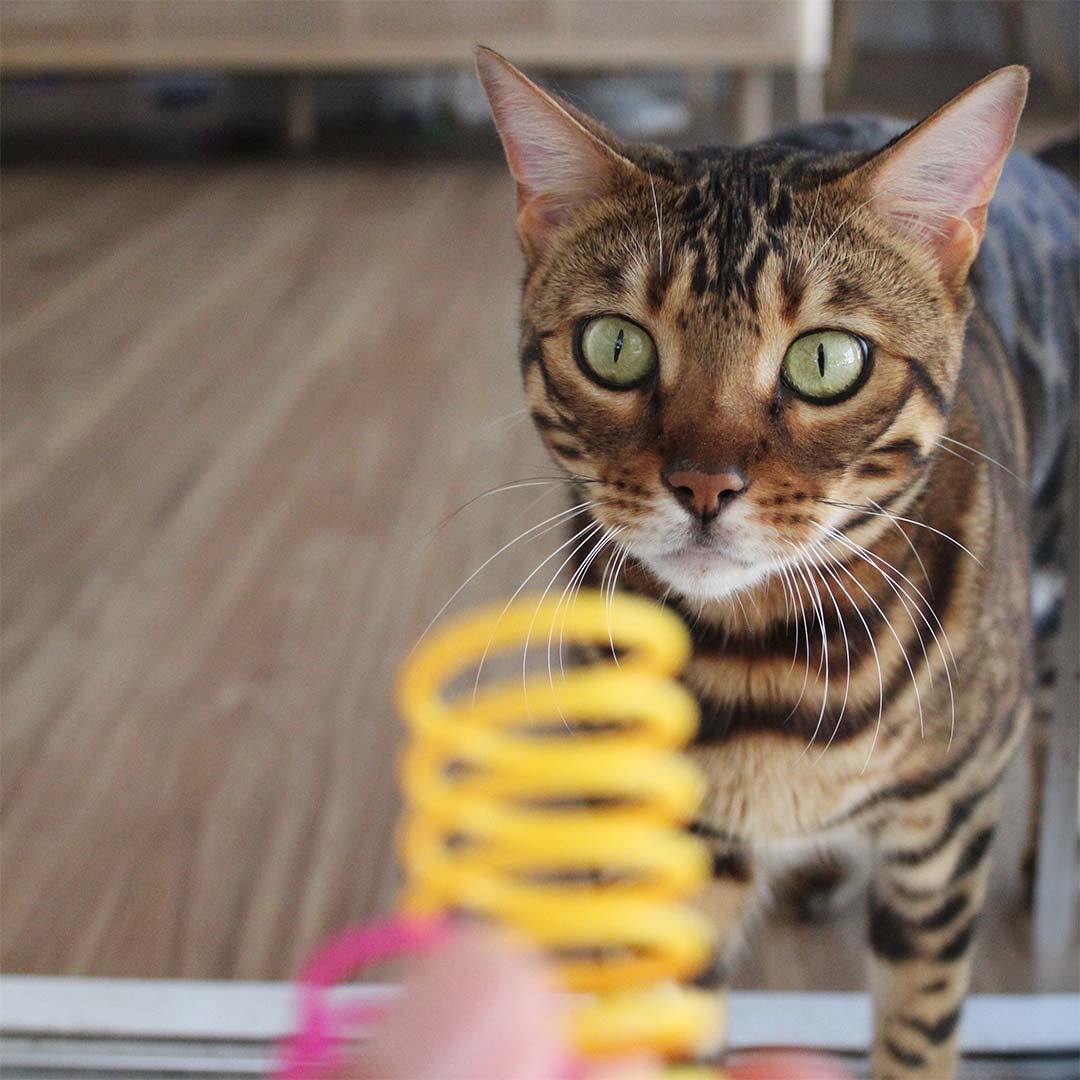 Catkea Cat Toy Cat Spring