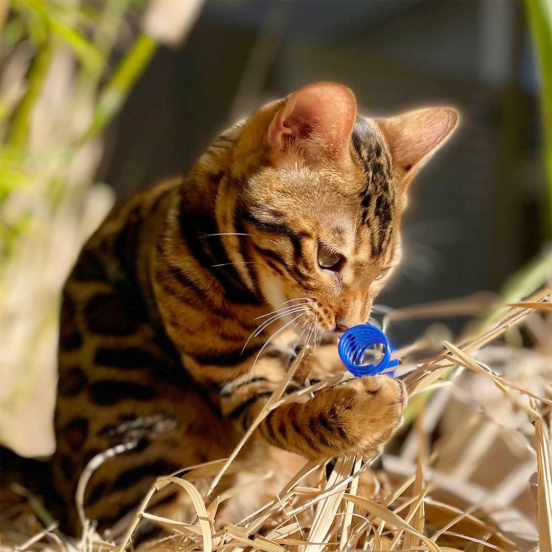 Catkea Cat Toy Cat Spring