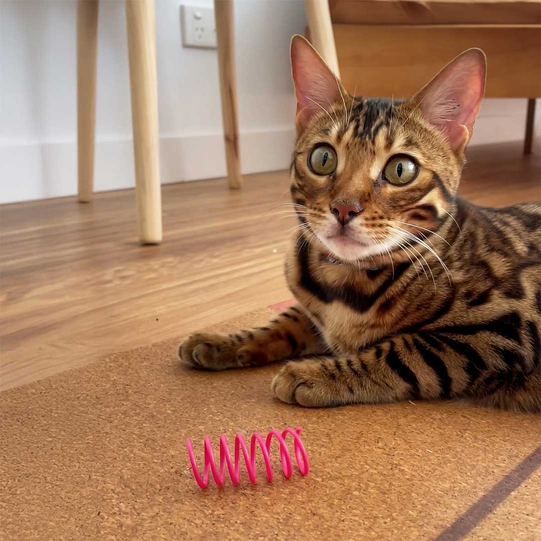 Catkea Cat Toy Cat Spring