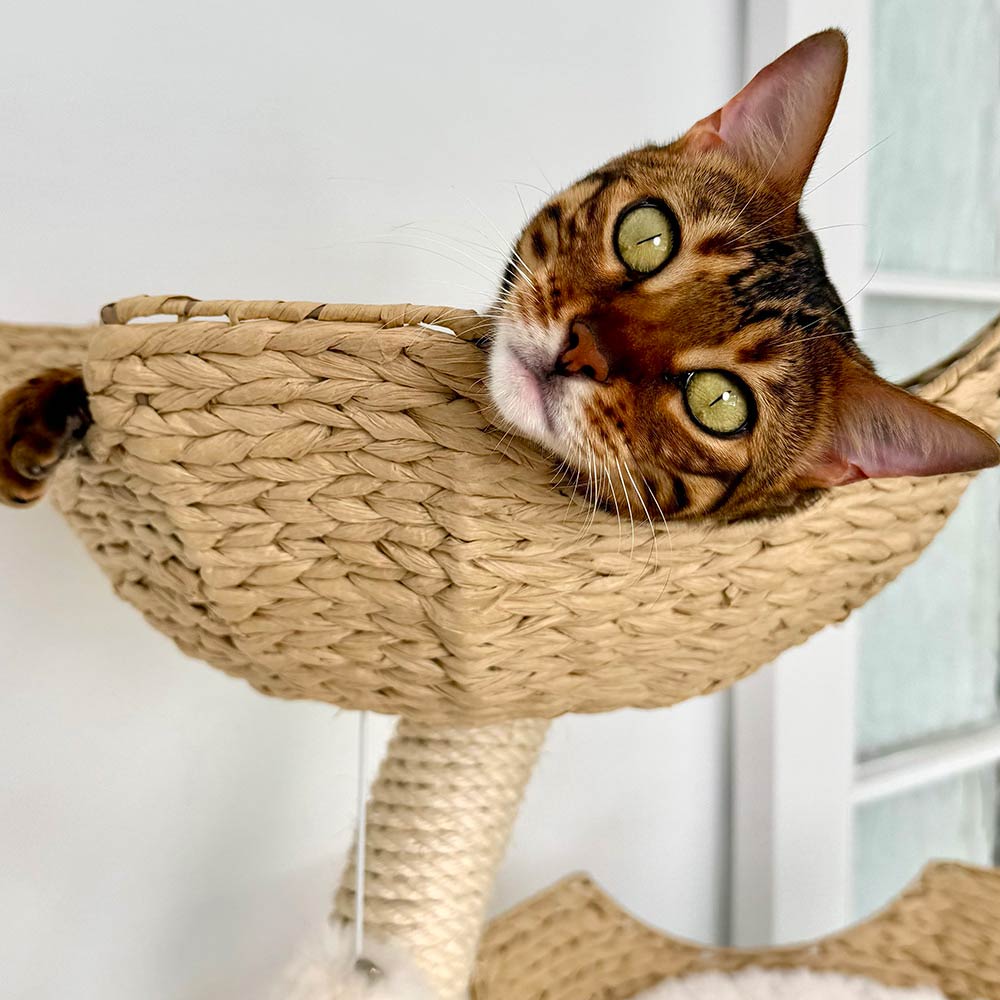 Catkea Cat Tree Cat Bed