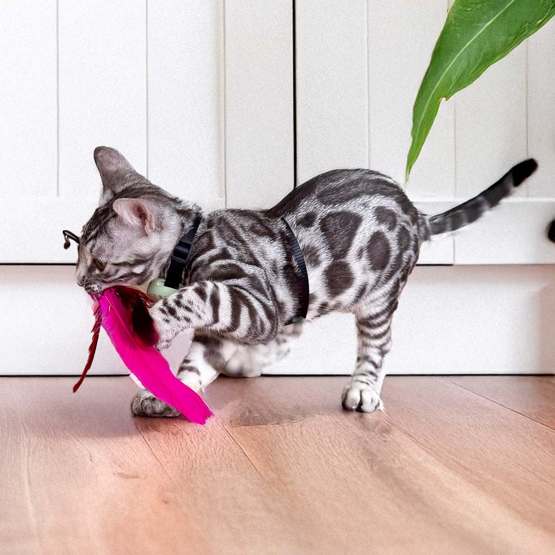 Catkea Cat feather wand set
