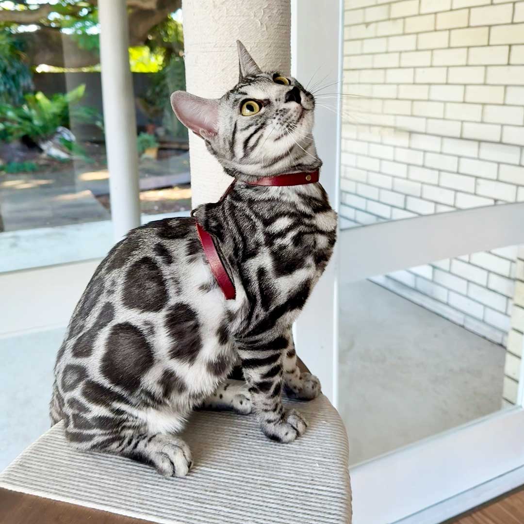 Leather Cat Harness