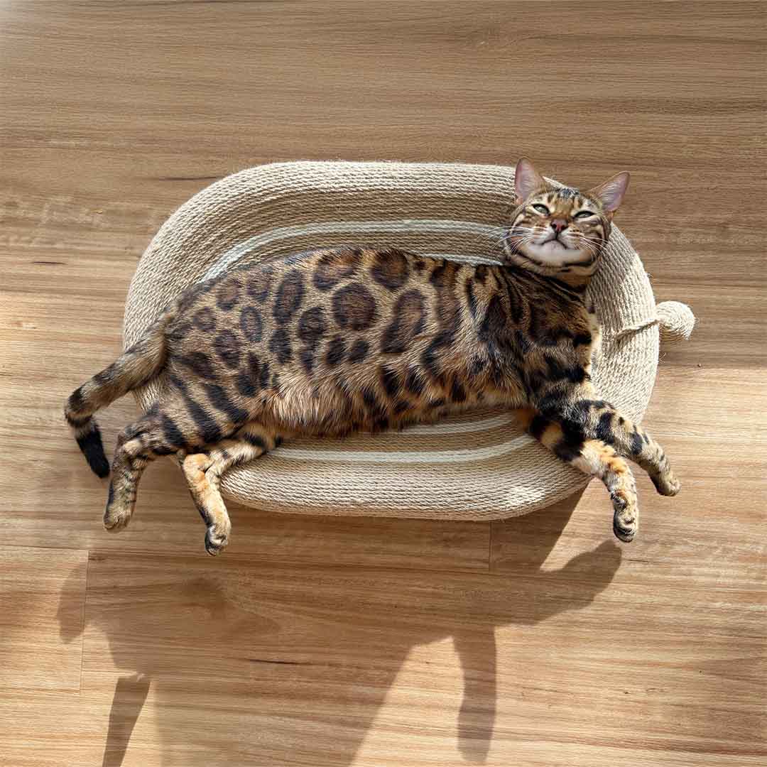 Catkea Cat Scratcher