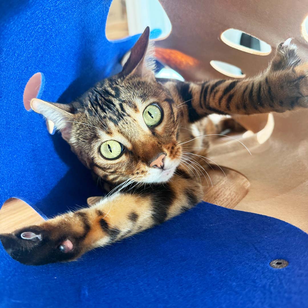Catkea The Cat Play Tunnel