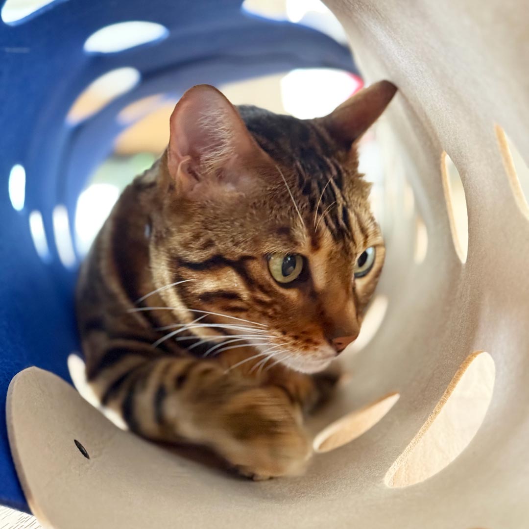Catkea The Cat Play Tunnel