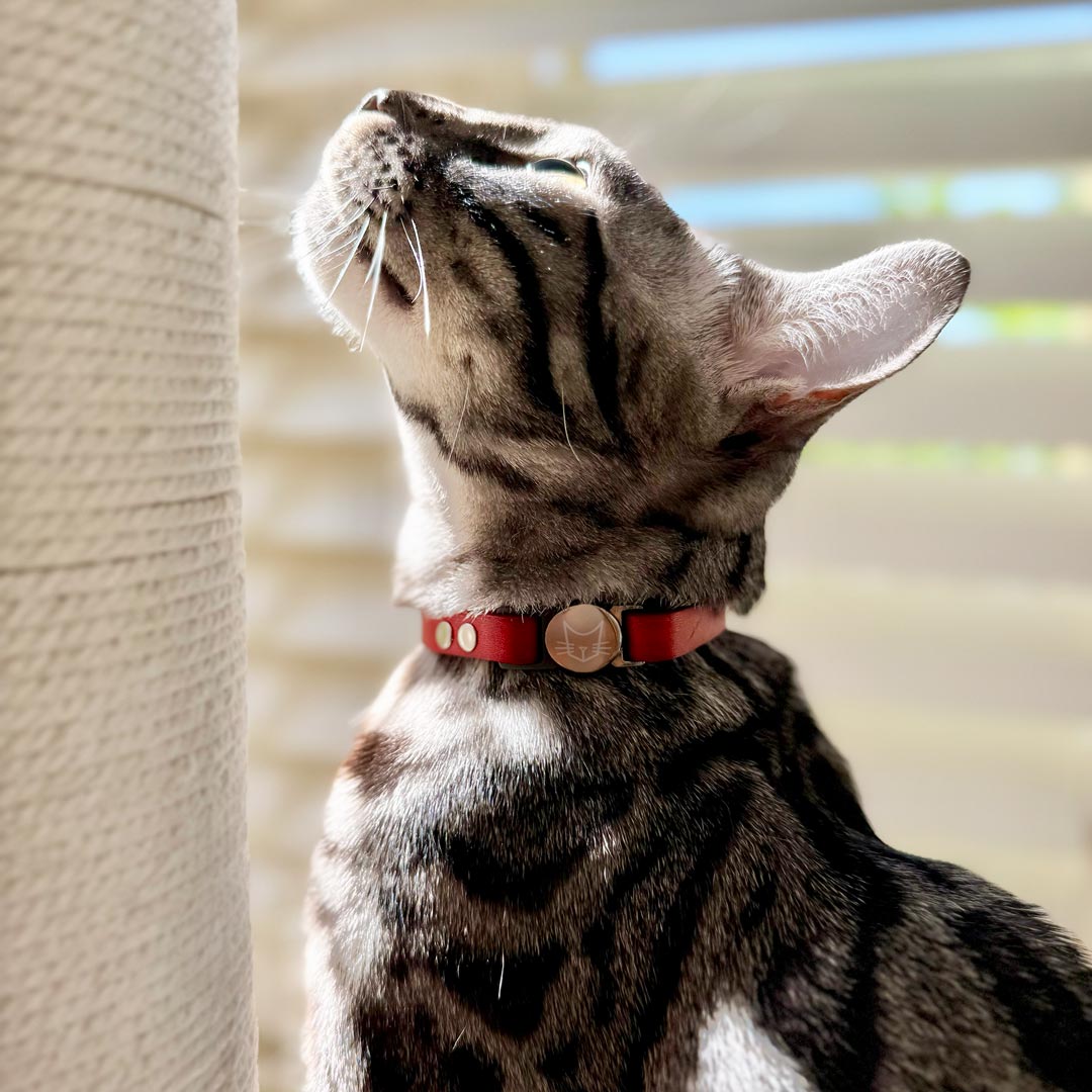 Leather Cat Collar