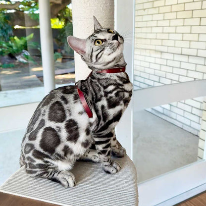 Leather Cat Harness