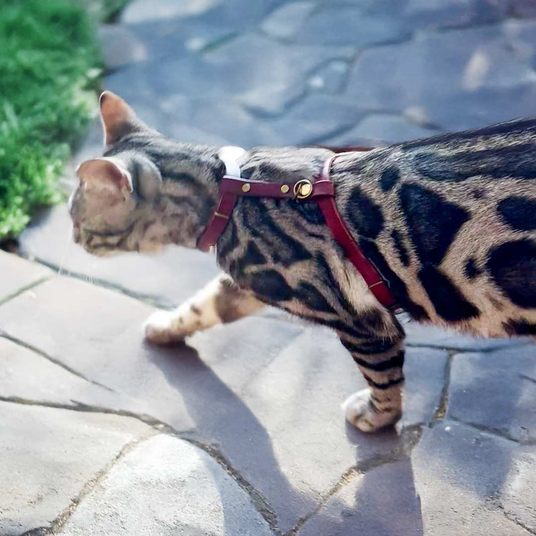 Leather Cat Harness