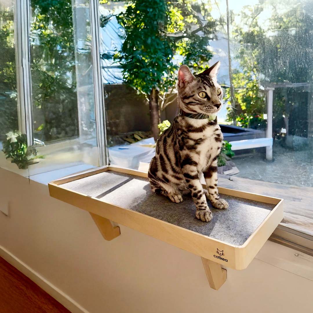 The Cat Lookout